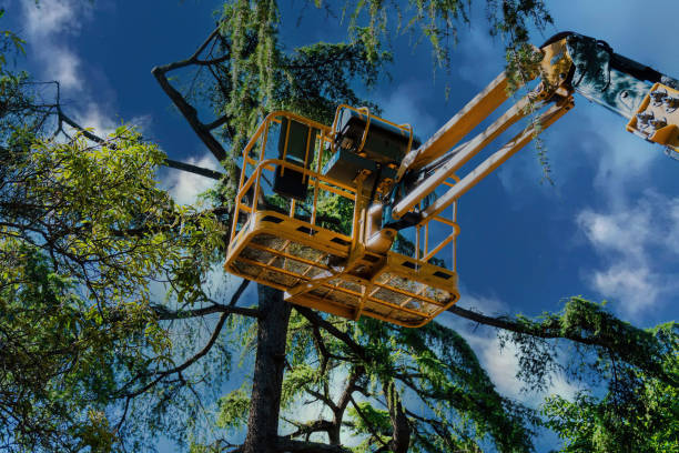 Lena, IL Tree Removal Company